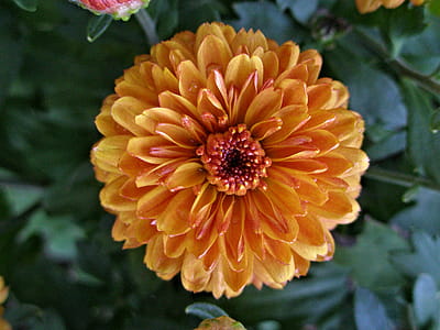 Beautiful burnt orange pompon fall-blooming chrysanthemum thumbnail