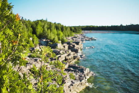 Water edge plants in sunshine with waves and rocks in the background thumbnail