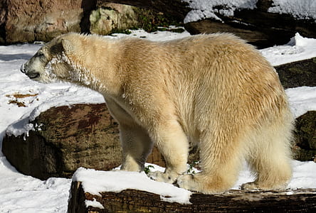 polar bear on stone thumbnail