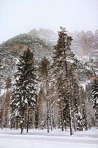 snow-covered pine trees thumbnail