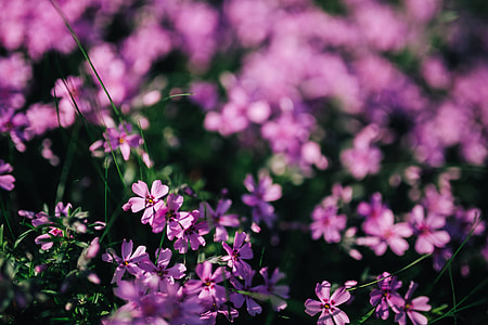 Pink flowers blooming in spring thumbnail
