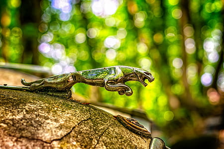selective closed-up photography of Jaguar vehicle hood ornament thumbnail