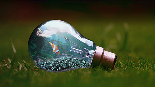 focus photo clownfish themed glass bulb thumbnail