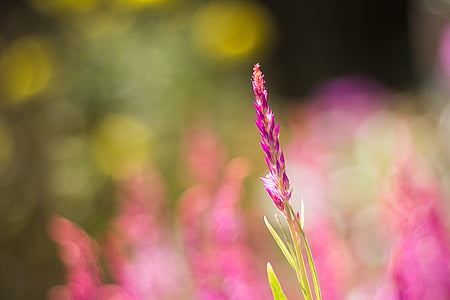 focus bokeh photography of purple petaled flower thumbnail
