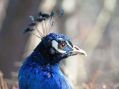 macro shot photography of blue and black bird thumbnail