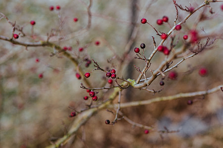 A walk in an autumn forest thumbnail
