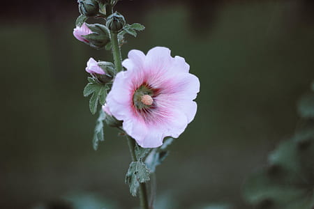 pink and white malva flower in selective focus photography thumbnail