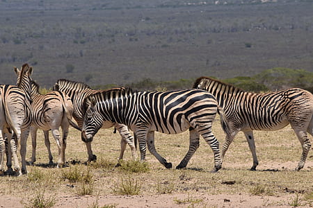 herd of zebra during daytime thumbnail