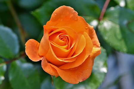 selective focus photography of orange rose thumbnail