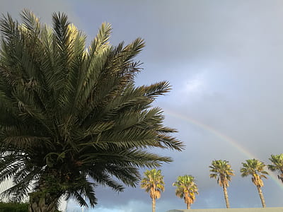 palm tree under the rainbow thumbnail