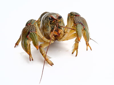 closeup photo of lopster thumbnail