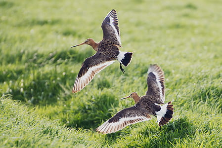 selective focus photo of two brown-and-gray willet birds flying above green grass field thumbnail