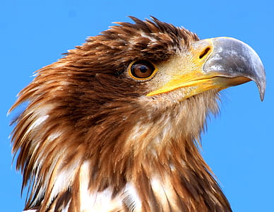 American eagle thumbnail