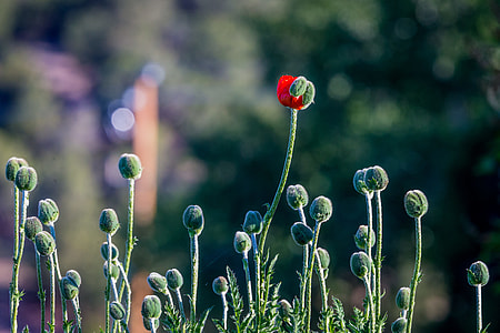 red flower buds thumbnail