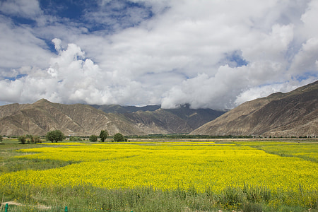 rice field thumbnail