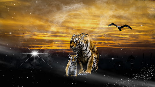 two tigers thumbnail