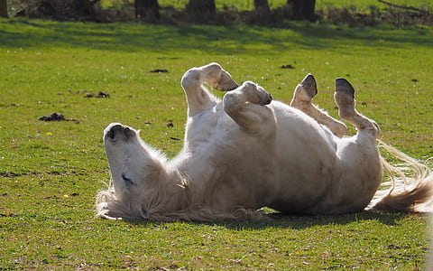white pony lying on green grass field during daytime thumbnail