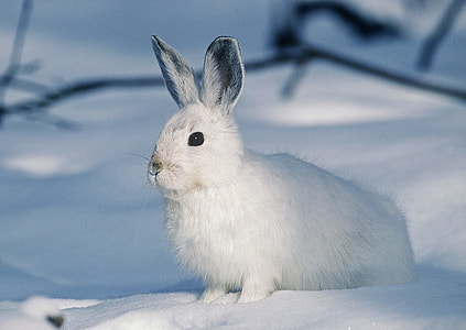 photo of white and gray rabbit thumbnail