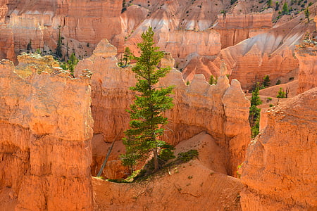 green tree during daytime thumbnail