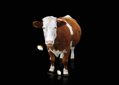 brown and white cow with dark background thumbnail