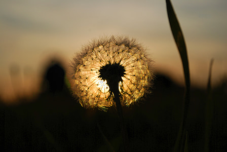silhouette of dandelion seeds at sunset thumbnail