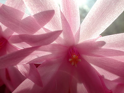 macro photo of pink magnolia flower thumbnail