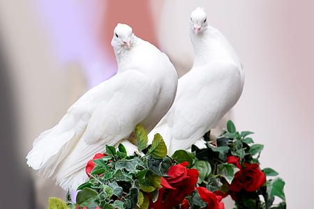 white pigeons thumbnail