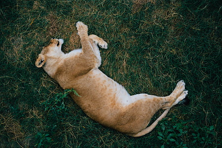 brown lion on grass thumbnail