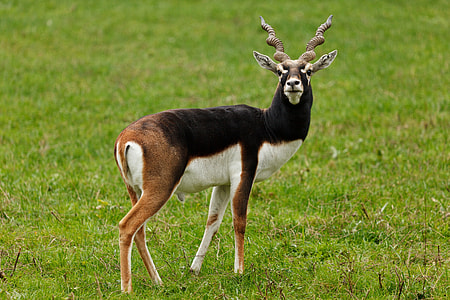 brown and white deer on green grass thumbnail