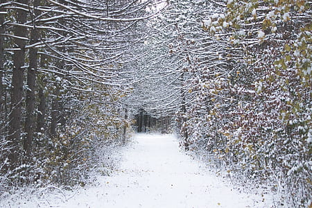 pathway beside trees covered with snow at winter thumbnail