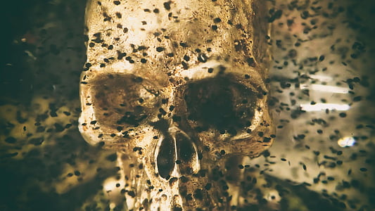 human skull thumbnail