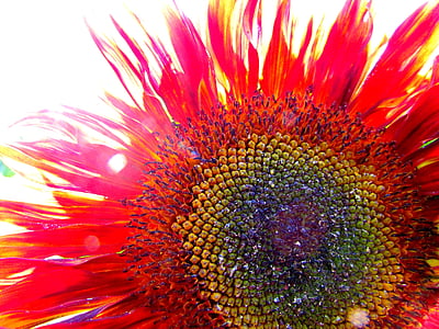 macro shot photography of red sunflower thumbnail