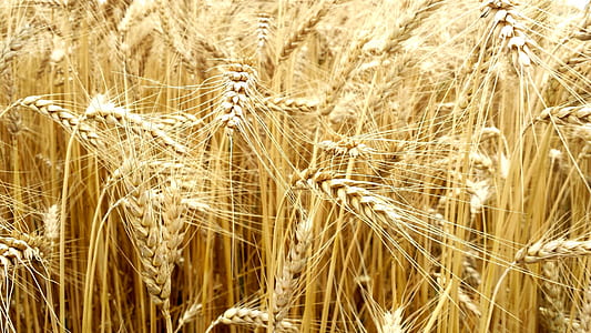 rice grain thumbnail
