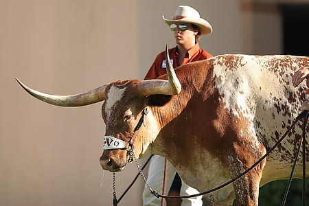 man wearing cowboy hat standing beside brown and beige bull thumbnail