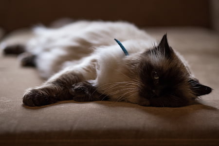 Siamese cat lying couch thumbnail