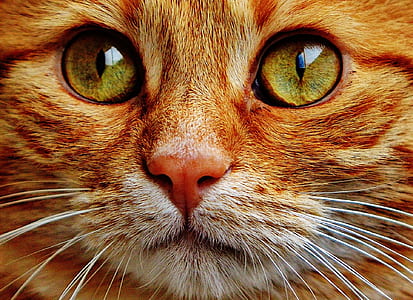 close up photography of orange Tabby cat thumbnail
