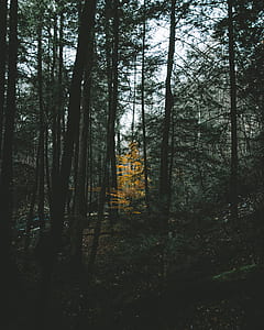 yellow flower surrounded bare trees thumbnail