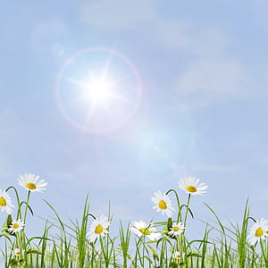 white daisies during daytime thumbnail