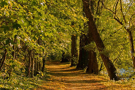 pathway in the middle of forest thumbnail