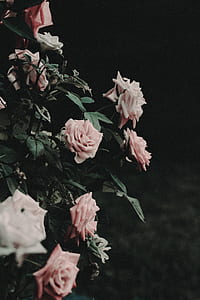 white and pink rose plant thumbnail