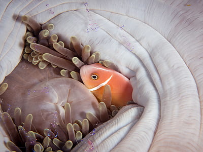orange and white clownfish thumbnail