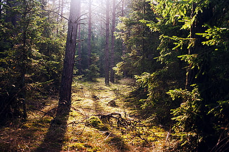 landscape photography of green trees in forest with sun rays thumbnail