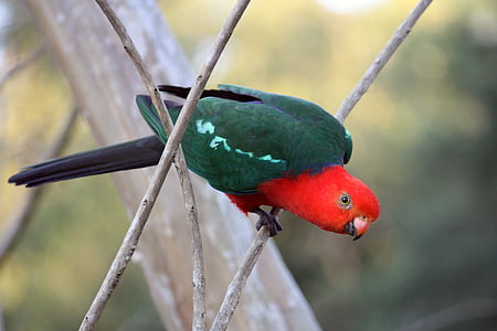 shallow focus photography of red and green parrot on branch of the tree thumbnail