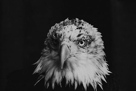 close-up photo of bald eagle thumbnail
