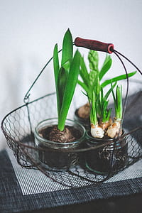 green leafed plants thumbnail