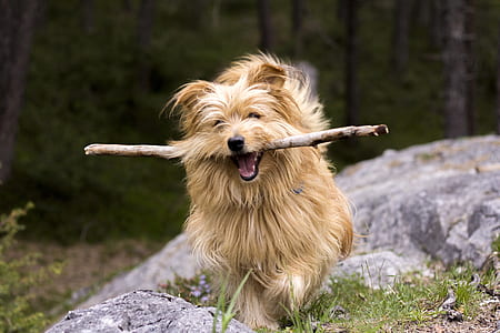 dog biting stick beside stone thumbnail