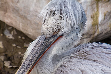 white pelican thumbnail
