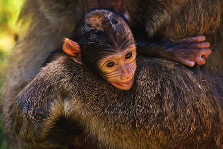 Monkey Apes thumbnail