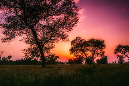 silhouette of trees at golden hour thumbnail