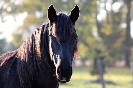 selective focus photography of black horse thumbnail
